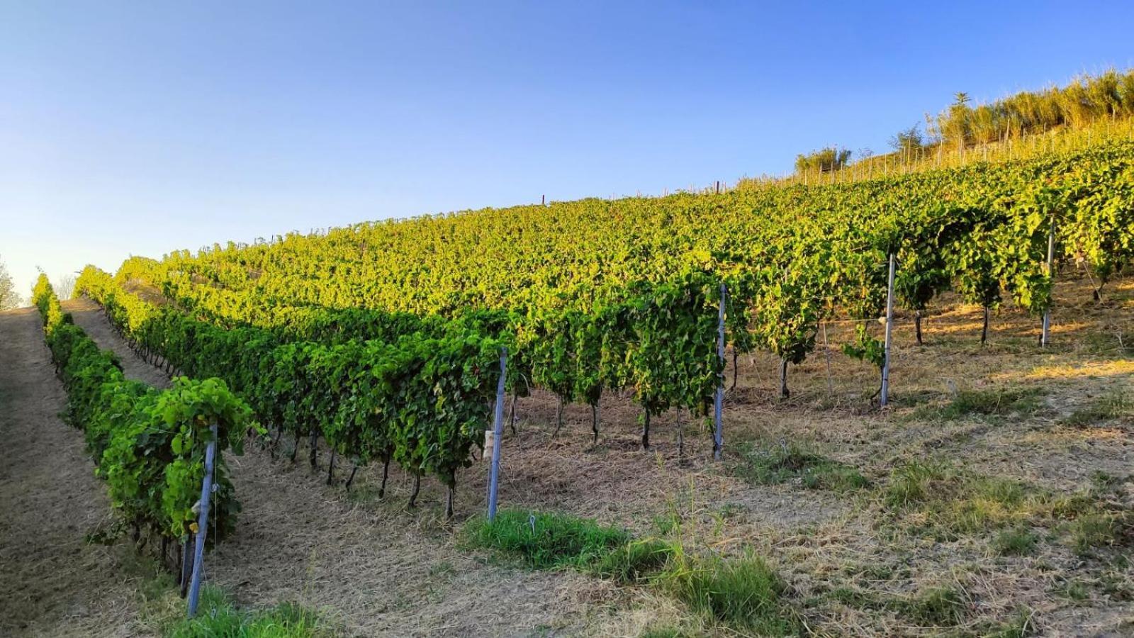 Cadgal - Tenuta La Cova Calamandrana Екстер'єр фото